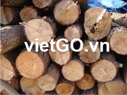 Nhà nhập khẩu Ấn Độ cần mua gỗ thông