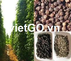 Nhà nhập khẩu Iran  cần mua hạt tiêu