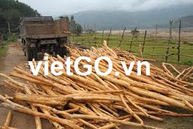 Nhà nhập khẩu Hong Kong cần mua gỗ bạch đàn tròn