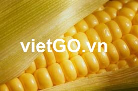 Cơ hội xuất khẩu ngô sang Ai Cập 