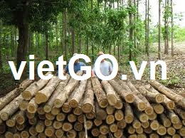Nhà nhập khẩu Ấn Độ cần mua gỗ teak
