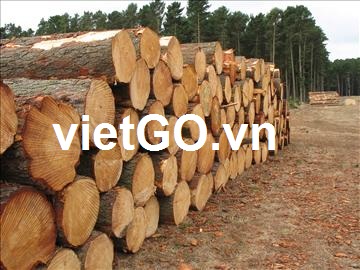 Cơ hội xuất khẩu gỗ thông tròn sang Trung Quốc