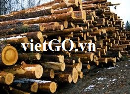 Cơ hội xuất khẩu gỗ keo tròn sang Úc