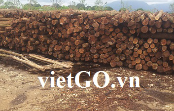 Nhà nhập khẩu Malaysia cần mua gỗ keo