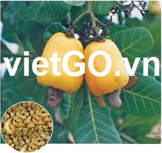 Nhà nhập khẩu Thailand cần mua hạt điều