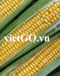 Nhà nhập khẩu Hồng Kông cần mua ngô vàng