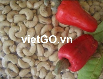 Nhà nhập khẩu Ấn Độ cần mua hạt điều