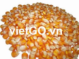 Đơn hàng ngô vàng của nhà nhập khẩu Mỹ