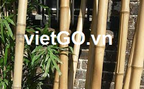 Nhà nhập khẩu Hong Kong cần mua gậy tre