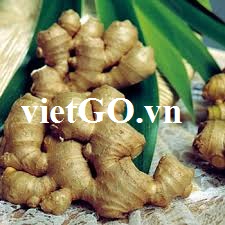 Cơ hội xuất khẩu gừng sang Bangladesh