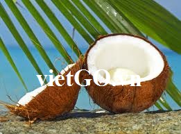 Cơ hội xuất khẩu dừa sang Thái lan