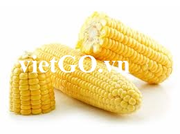 Đơn hàng ngô của nhà nhập khẩu Ấn Độ