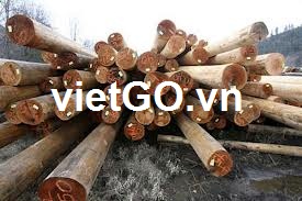 Đơn hàng gỗ thông của nhà nhập khẩu Ấn Độ