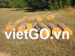 Cơ hội xuất khẩu gỗ teak sang Hàn Quốc