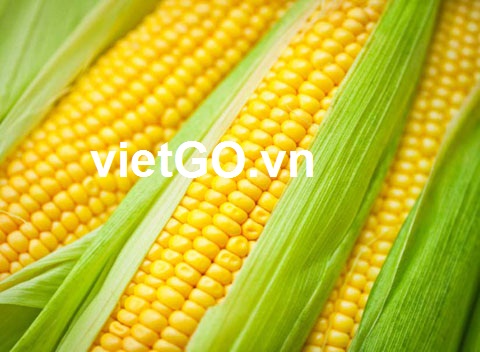 Nhà nhập khẩu Canada cần mua ngô 