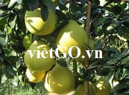 Cơ hội xuất khẩu bưởi sang Anh 
