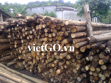 Nhà nhập khẩu Bồ Đào Nha cần mua gỗ bạch đàn tròn