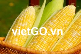 Nhà nhập khẩu Mỹ cần mua ngô vàng