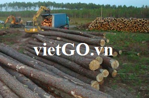 Đơn hàng gỗ thông tròn của nhà nhập khẩu Hồng Kông 