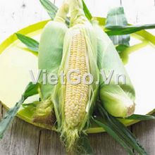 Đơn hàng ngô vàng của nhà nhập khẩu Ấn Độ 