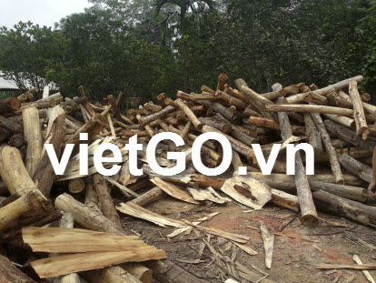 Nhà nhập khẩu Sri Lanka cần mua gỗ keo tròn