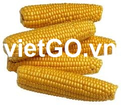 Nhà nhập khẩu Nhật Bản cần mua ngô vàng