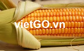 Cơ hội xuất khẩu ngô vàng sang Ai Cập 