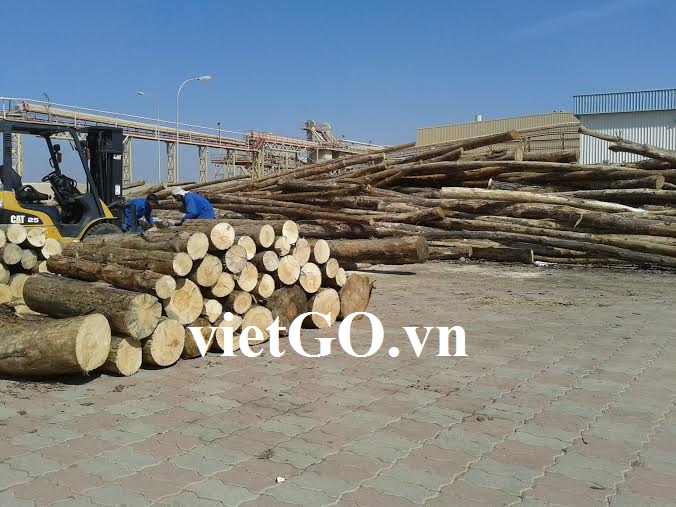 Nhà nhập khẩu Oman cần mua gỗ thông tròn