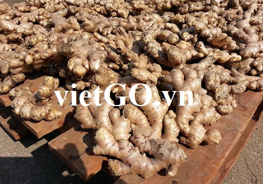 Cơ hội xuất khẩu gừng  sang Bangladesh