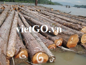 Nhà nhập khẩu Philippin cần mua gỗ bạch đàn tròn