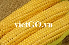 Cơ hội xuất khẩu ngô sang Trung Quốc