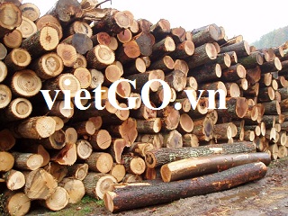 Cơ hội xuất khẩu gỗ keo tròn sang Ireland