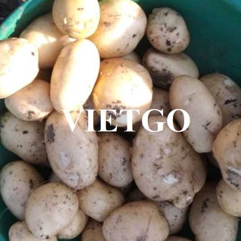 Cơ hội xuất khẩu khoai tây đến thị trường Uzbekistan