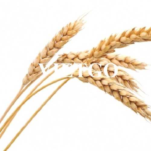 Cơ hội hợp tác xuất khẩu lúa mì sang thị trường Ai Cập