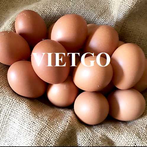 Cơ hội hợp tác xuất khẩu trứng gà sang thị trường Iraq