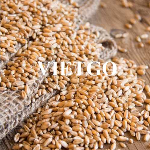 Cơ hội xuất khẩu lúa mì sang thị trường Ai Cập 