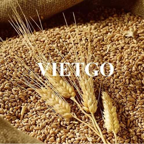 Cơ hội xuất khẩu lúa mì sang thị trường Ai Cập