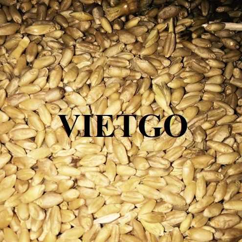 Thương vụ xuất khẩu lúa mì đầy hấp dẫn đến thị trường Ý và Iraq
