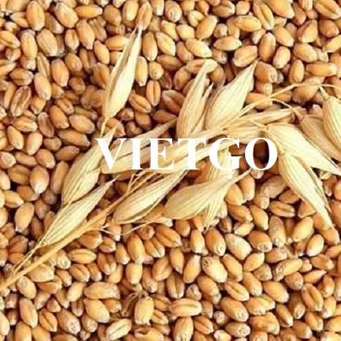 Cơ hội hợp tác xuất khẩu lúa mì cùng vị khách hàng đến từ Canada 