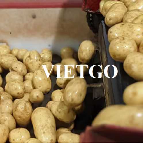 Cơ hội hợp tác xuất khẩu khoai tây sang thị trường Malaysia