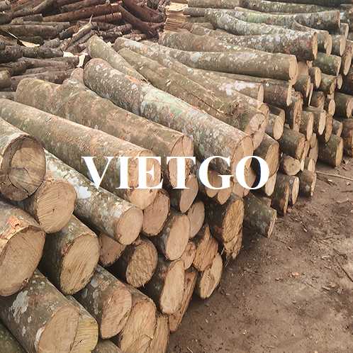 Thương vụ xuất khẩu gỗ keo tròn sang thị trường Honduras 