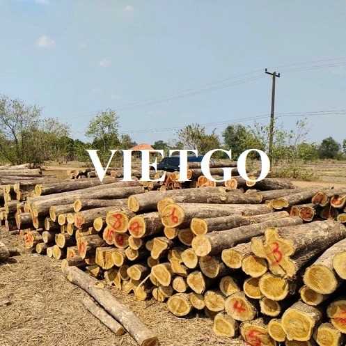 Thương vụ xuất khẩu gỗ teak tròn sang thị trường Honduras 