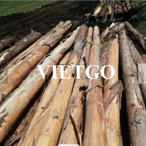 Thương vụ xuất khẩu gỗ bạch đàn tròn sang thị trường Honduras 