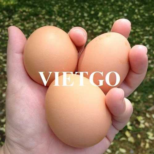 Cơ hội hợp tác xuất khẩu trứng đến từ vị khách hàng người Brazil