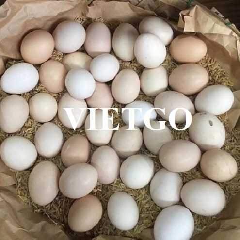 Cơ hội xuất khẩu trứng gà đến thị trường Philippines