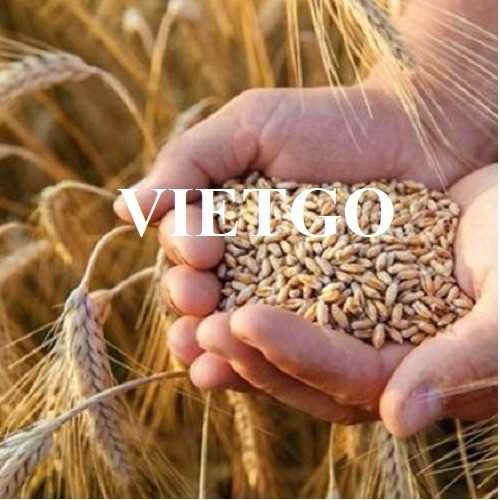 Cơ hội hợp tác xuất khẩu lúa mì sang thị trường Somalia