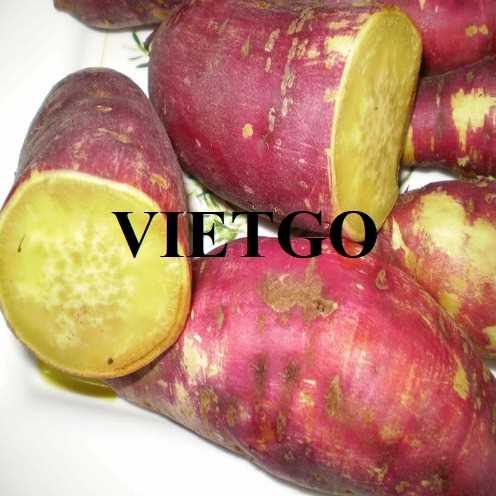 Cơ hội cung cấp mặt hàng khoai lang sang thị trường Cape Verde