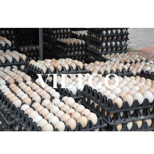 Thương vụ xuất khẩu trứng gà sang thị trường UAE
