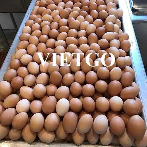Cơ hội hợp tác xuất khẩu trứng gà sang thị trường Sierra Leone