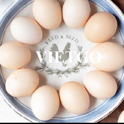 Cơ hội hợp tác xuất khẩu trứng gà đến từ vị khách hàng người Thổ Nhĩ Kỳ